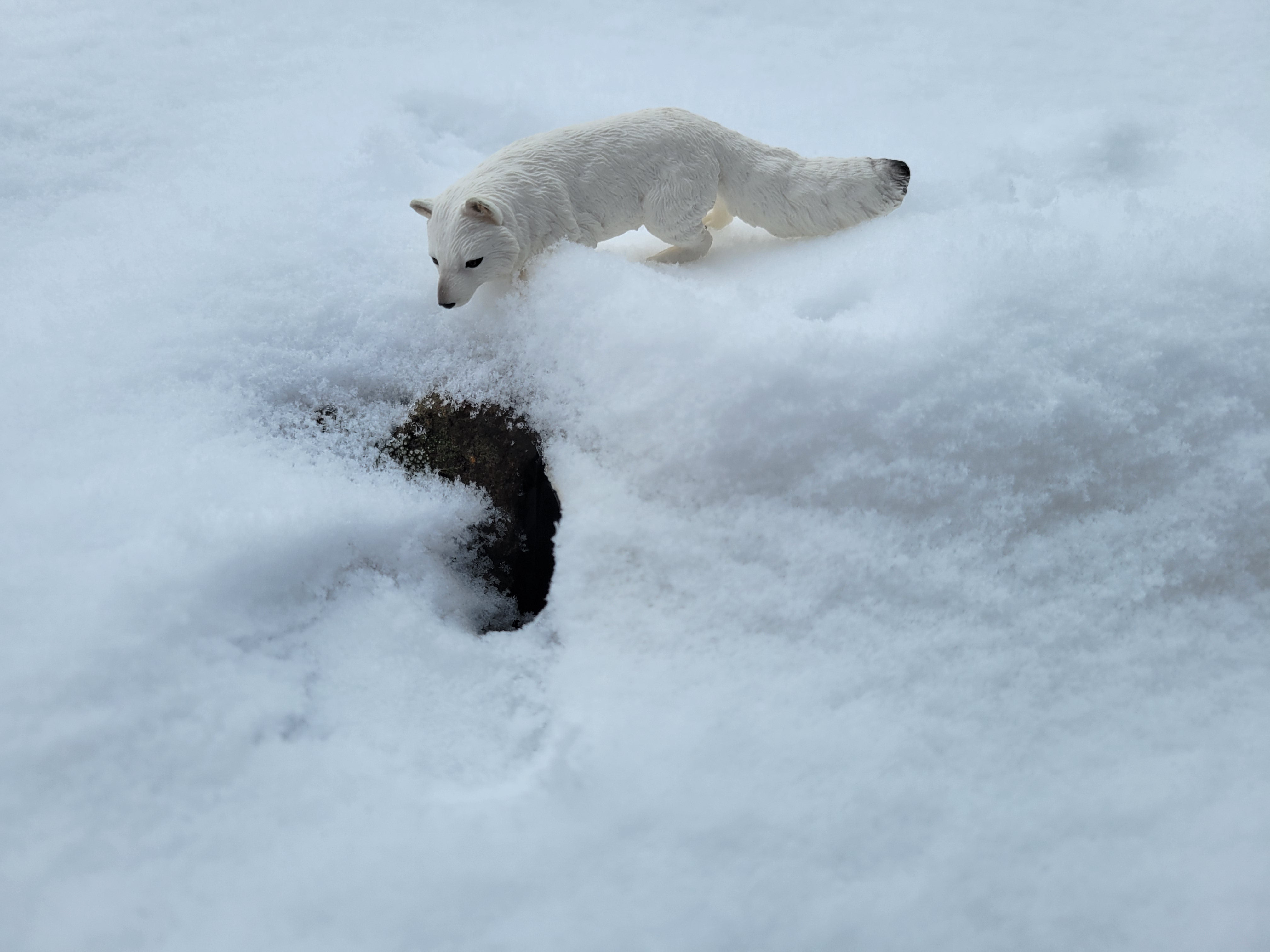 Toymany Arctic Fox Figurine Toy-snow