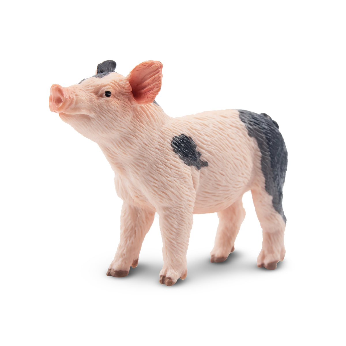 Toymany Pietrain Piglet Figurine | Realistic Animal Figurine Toy