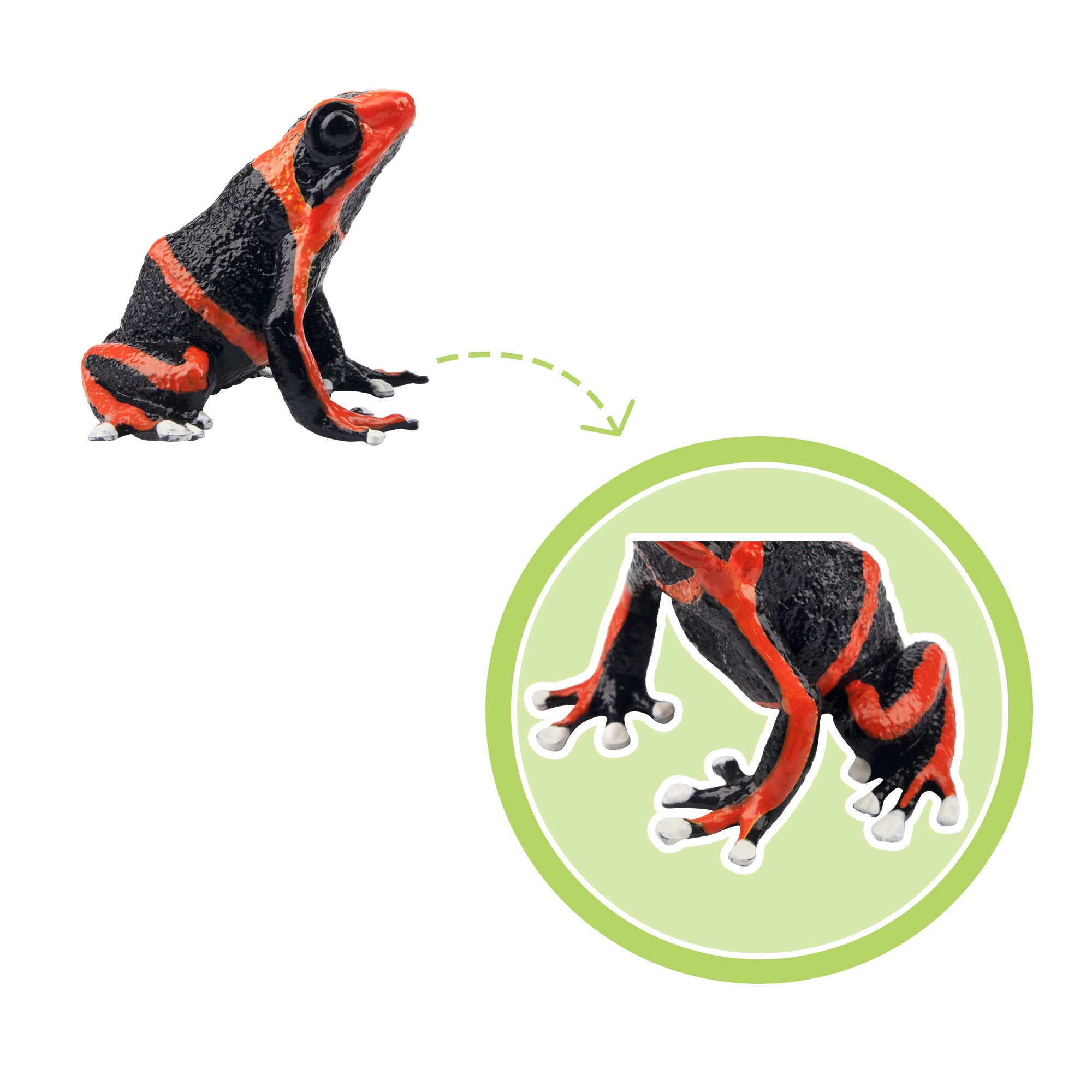 Toymany Lehmann's Poison Frog Figurine Toy-detail