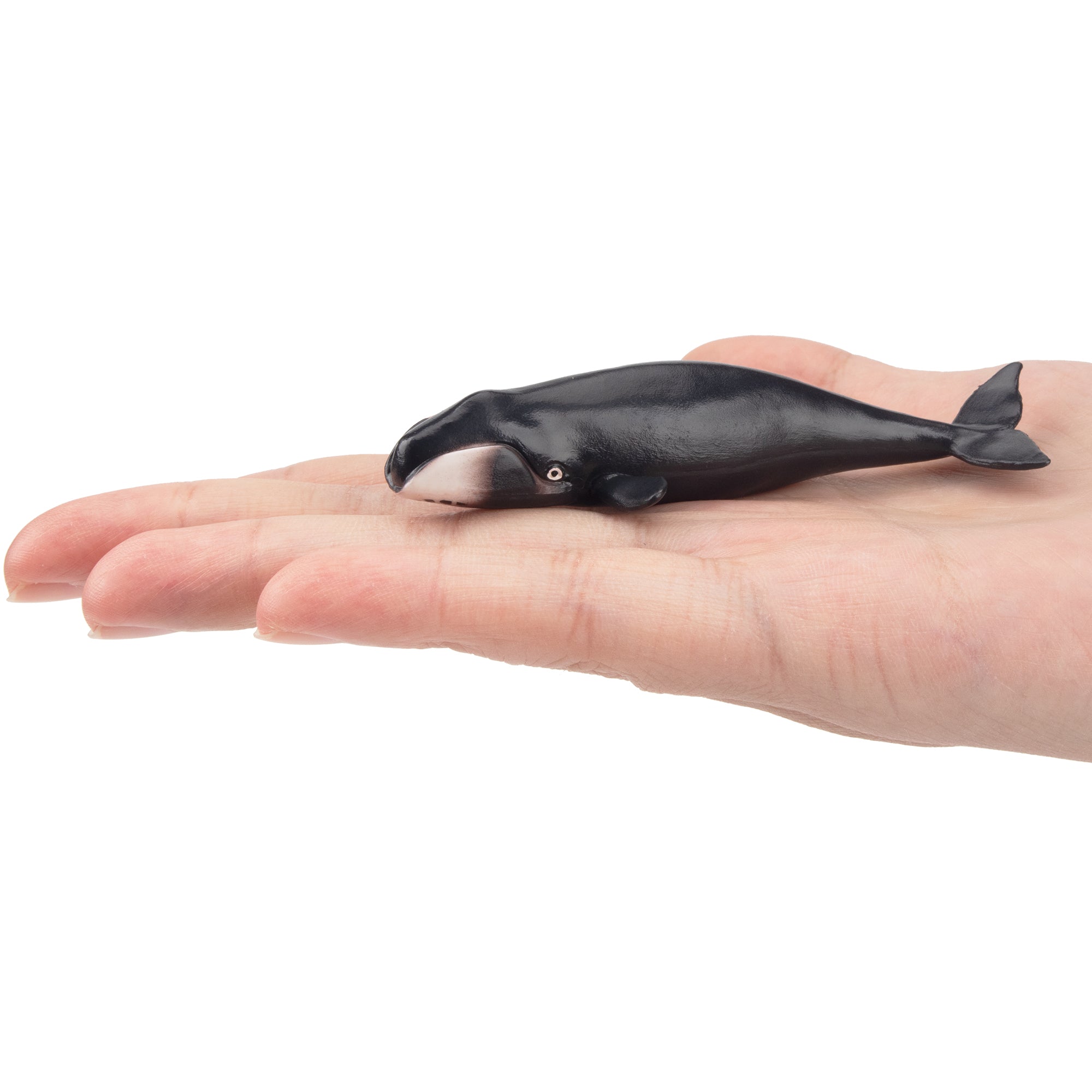 Toymany North Pacific Right Whale Figurine Toy-on hand
