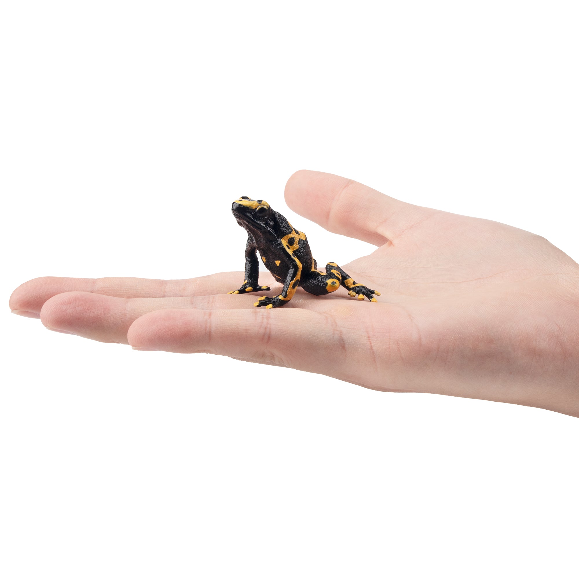 Toymany Yellow-banded Poison Dart Frog Figurine Toy-on hand