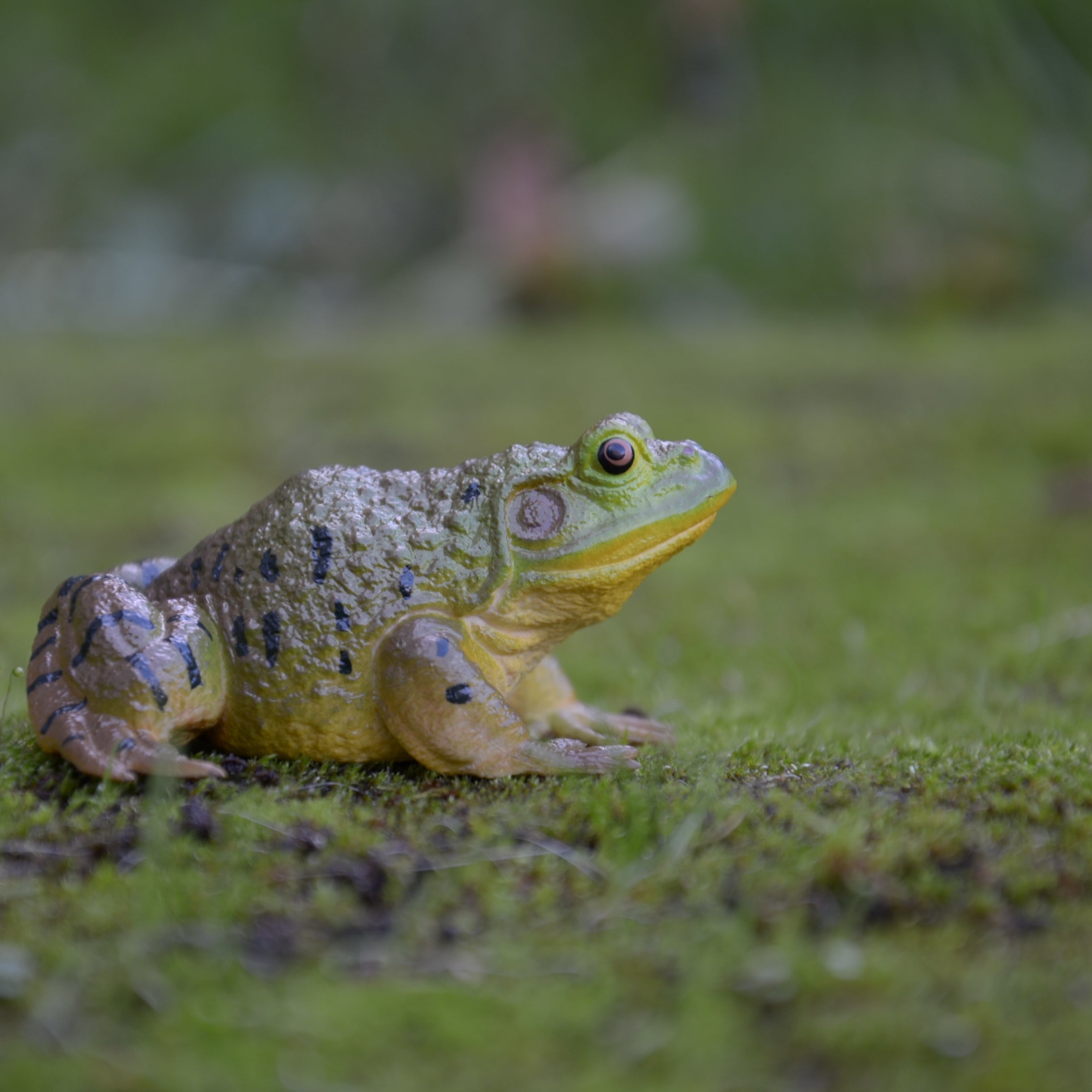 Toymany American Bullfrog Figurine Toy