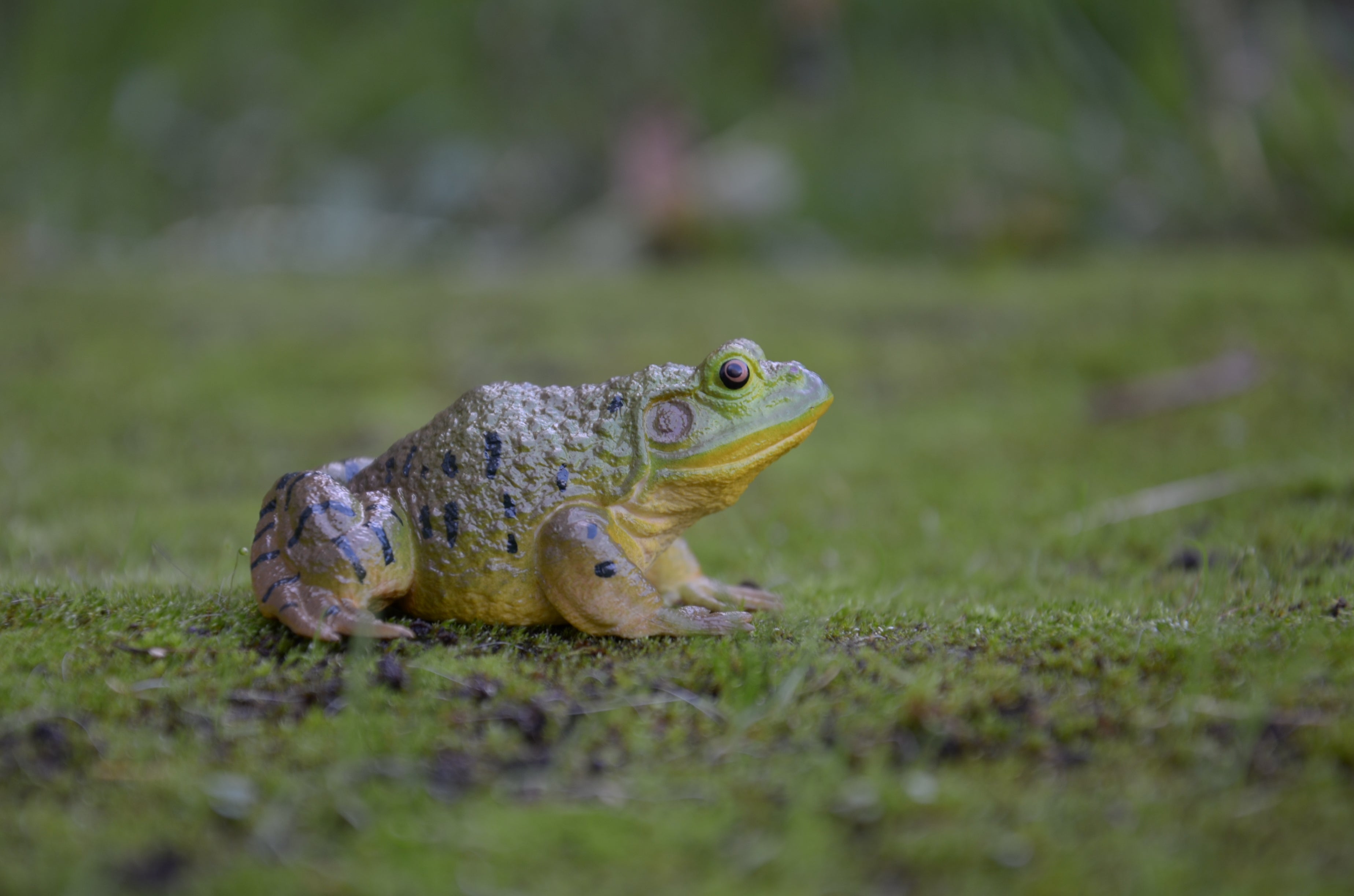 لعبة تمثال الضفدع الثور الأمريكي من Toymany