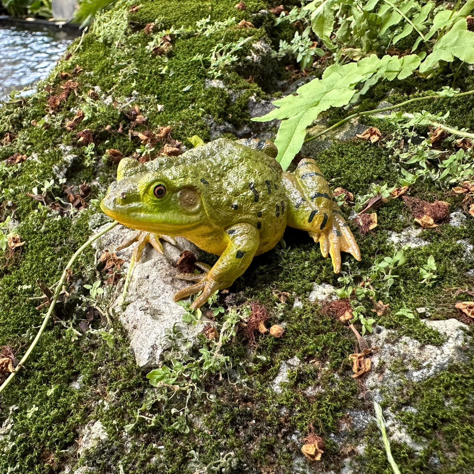Toymany American Bullfrog Figurine Toy