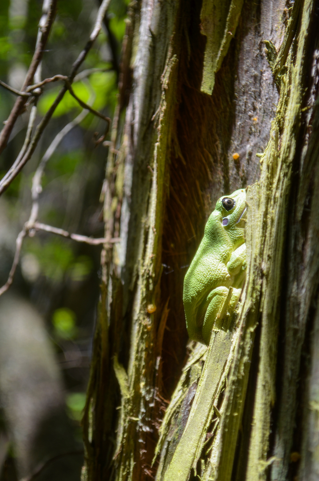 Toymany Australian Green Tree Frog Figurine Toy