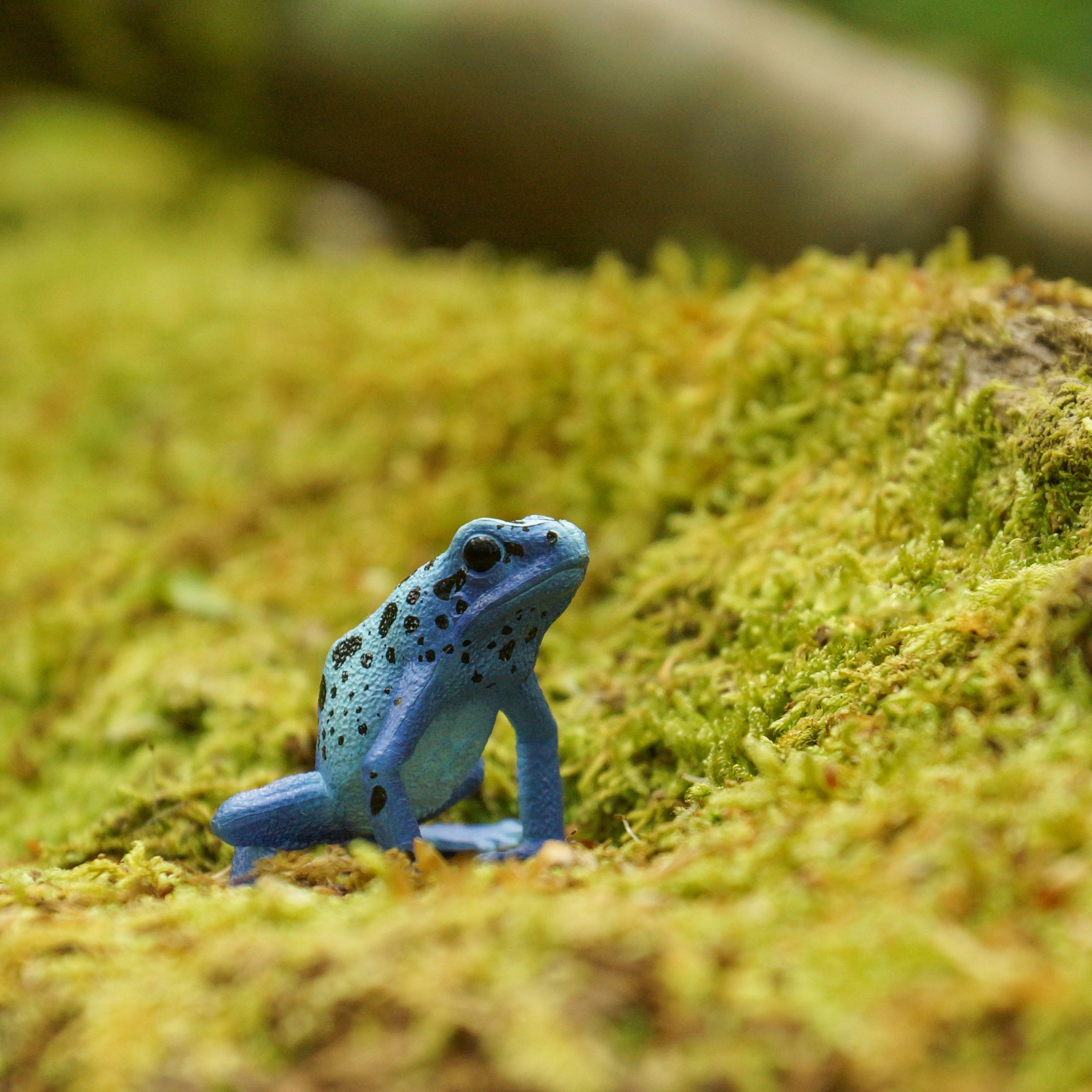 Figurine Jouet Grenouille Flèche Bleue Toxique Mini Toymany