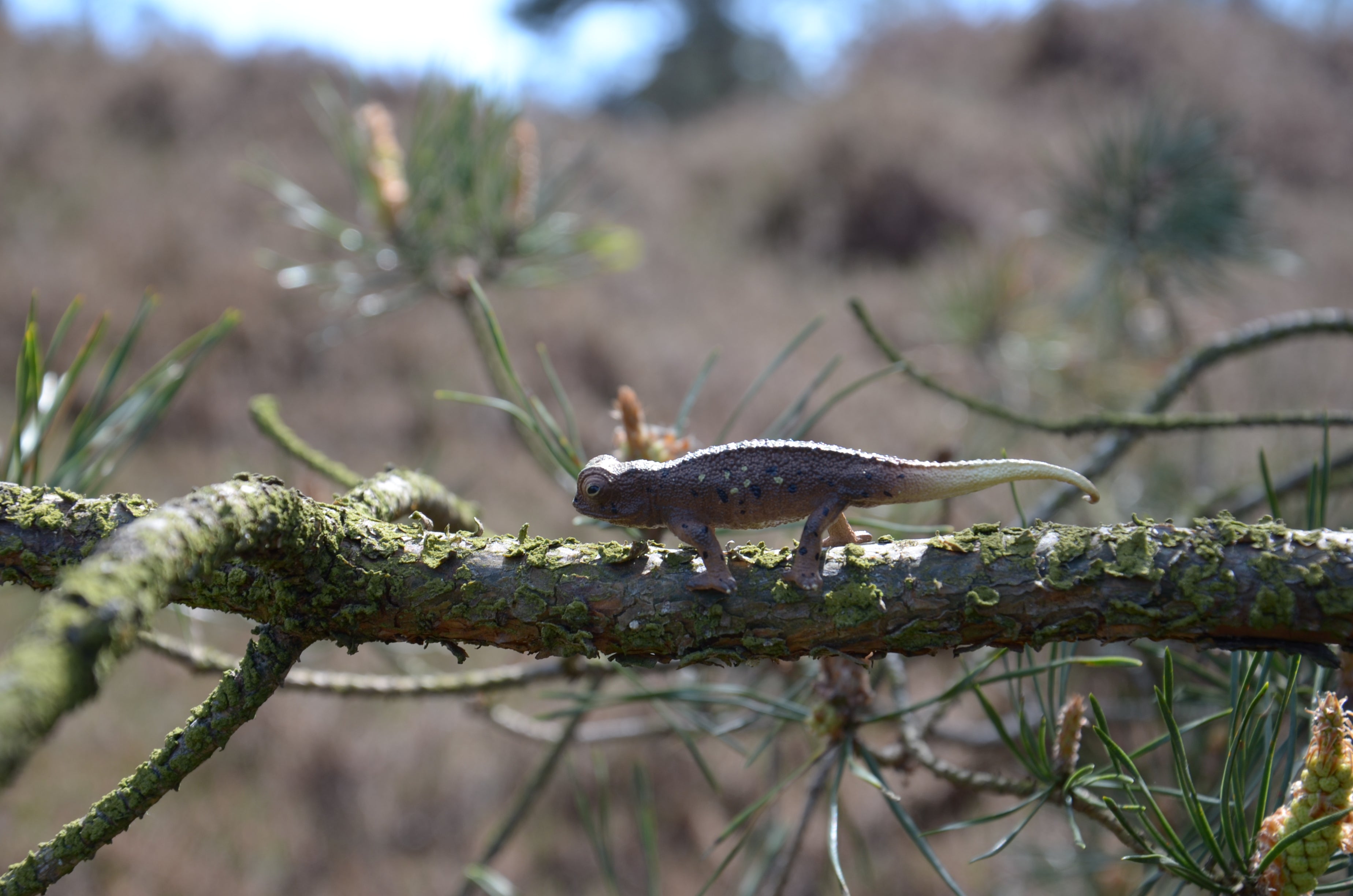 لعبة مجسّم من Toymany لبروكسيا ميكرا
