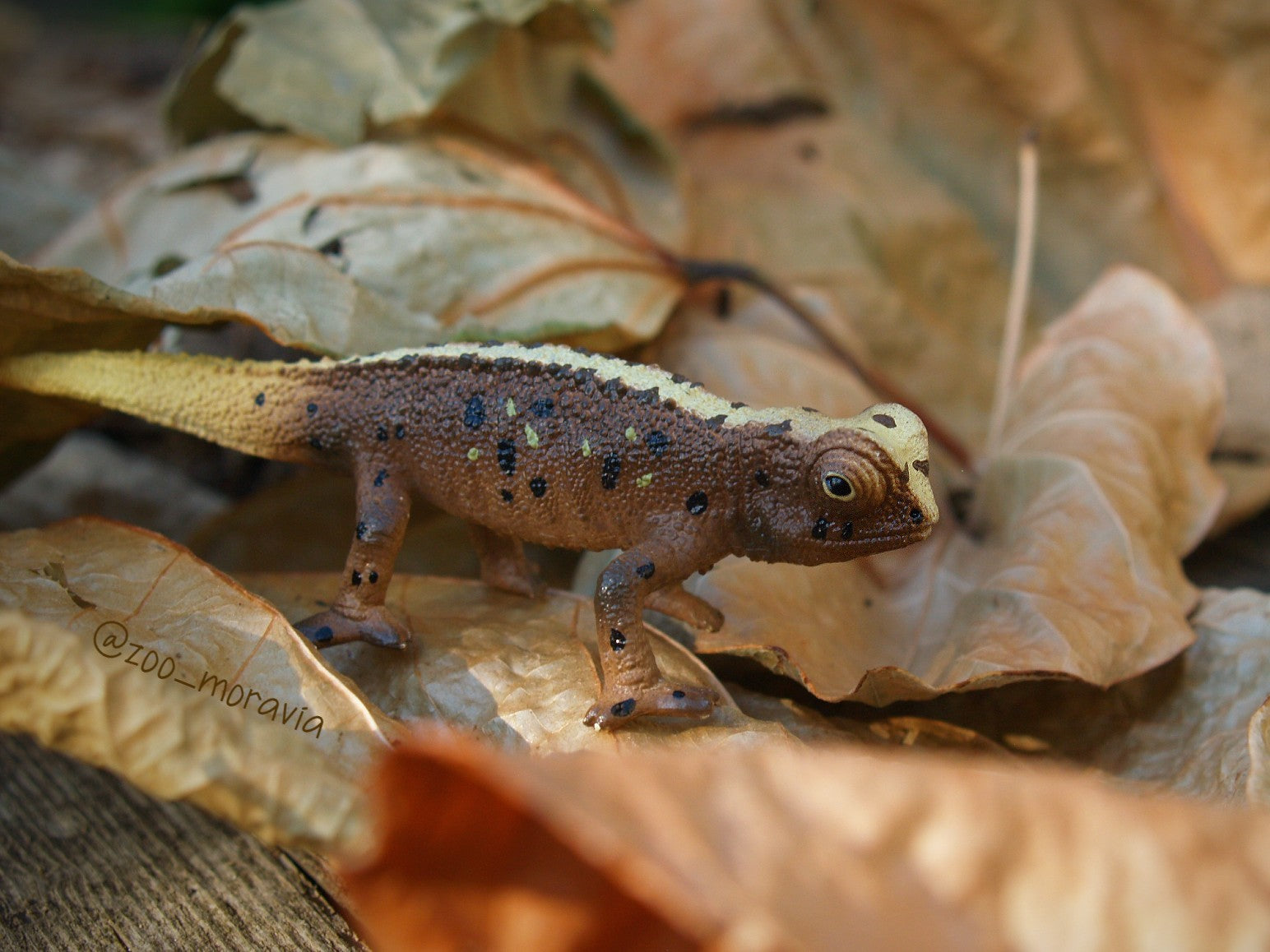 لعبة مجسّم من Toymany لبروكسيا ميكرا