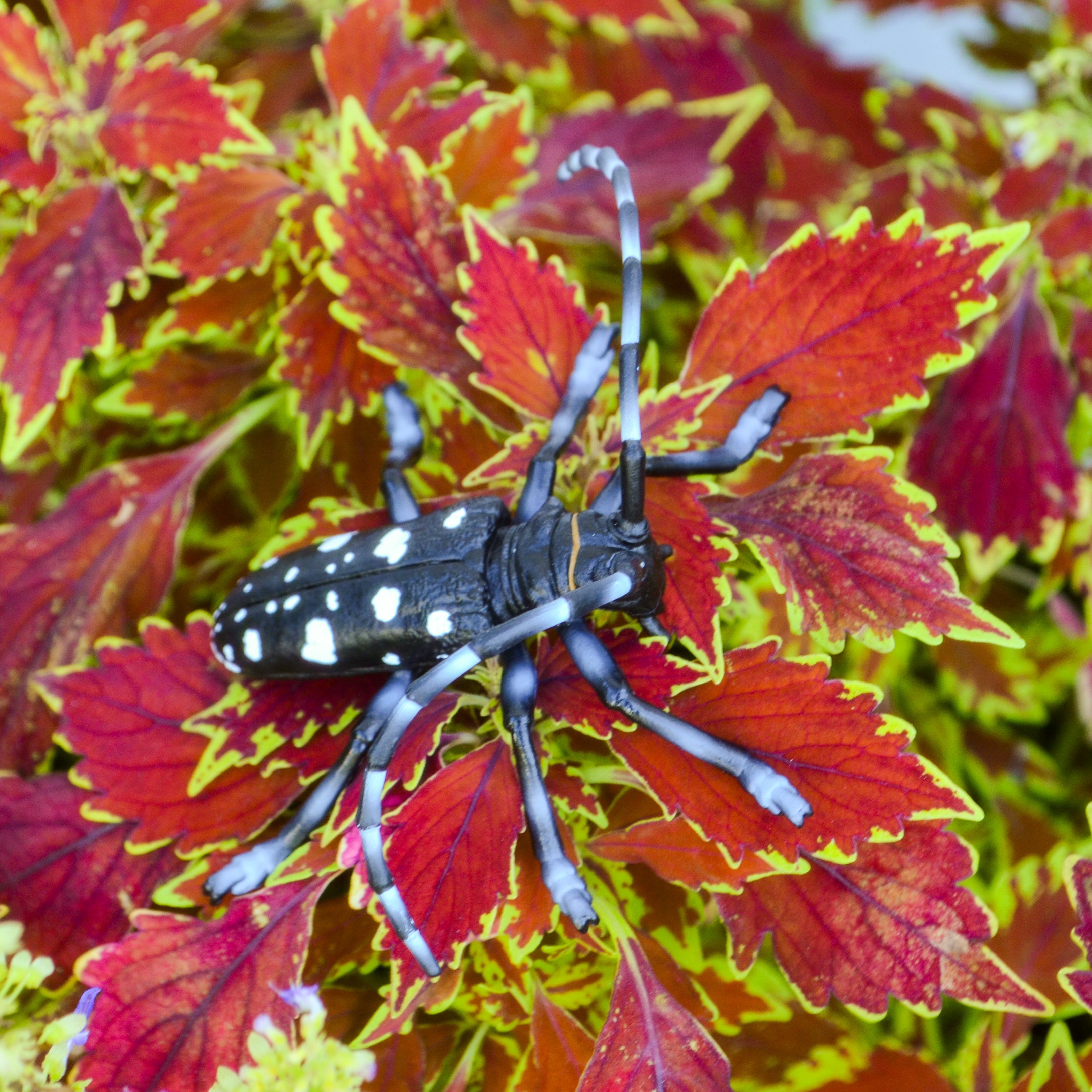 Toymany Citrus Longhorned Beetle Figurine Toy