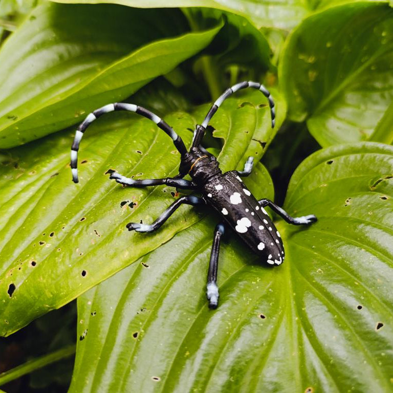 Toymany Citrus Longhorned Beetle Figurine Toy