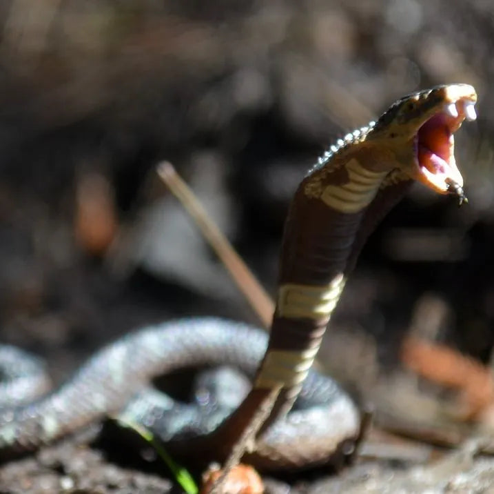 Toymany Cobra Figurine Toy