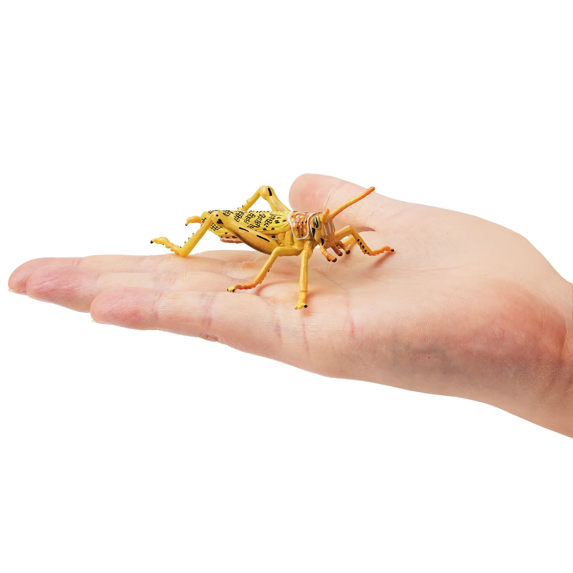 Toymany Desert Locust Figurine Toy