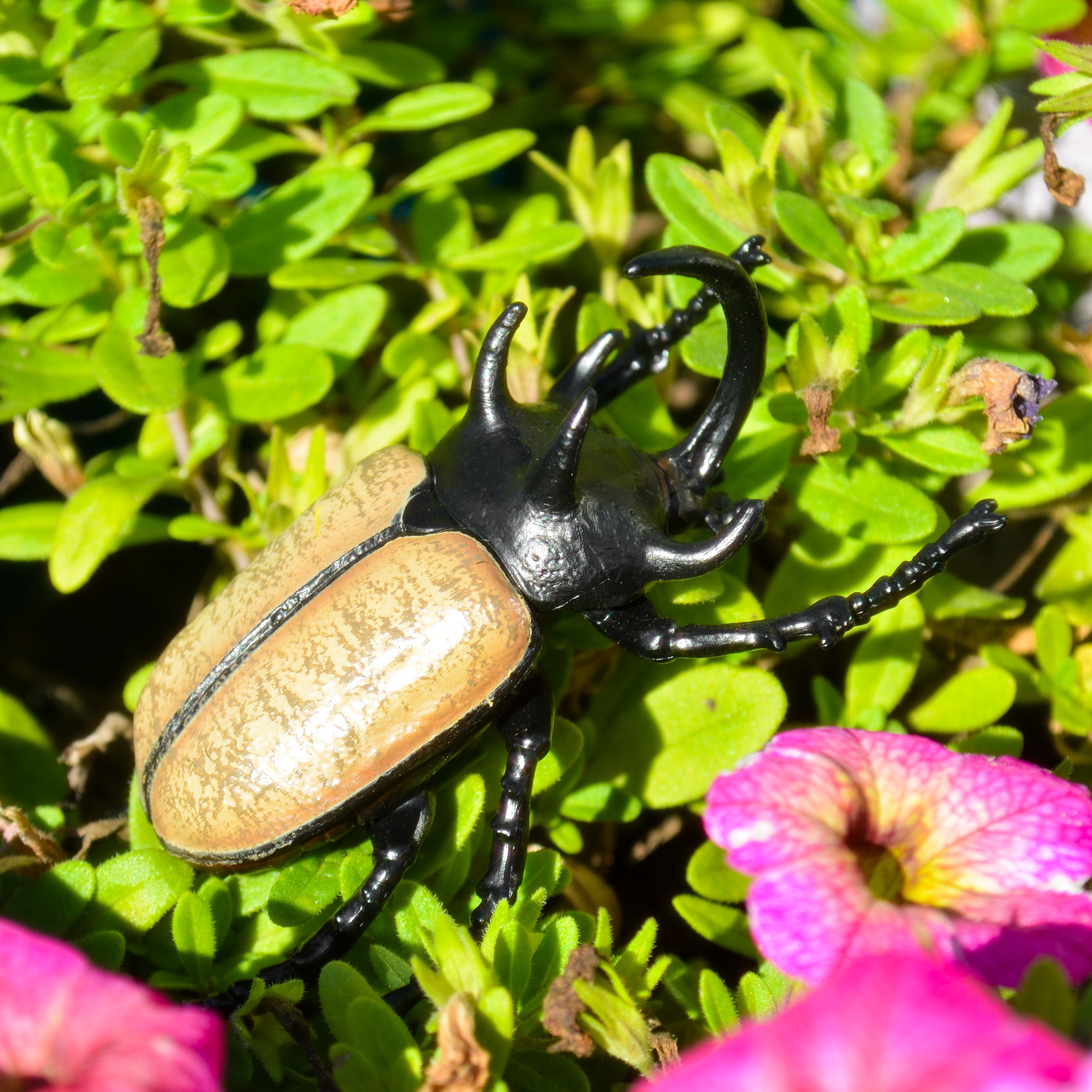 Toymany Five-horned Rhinoceros Beetle Figurine Toy