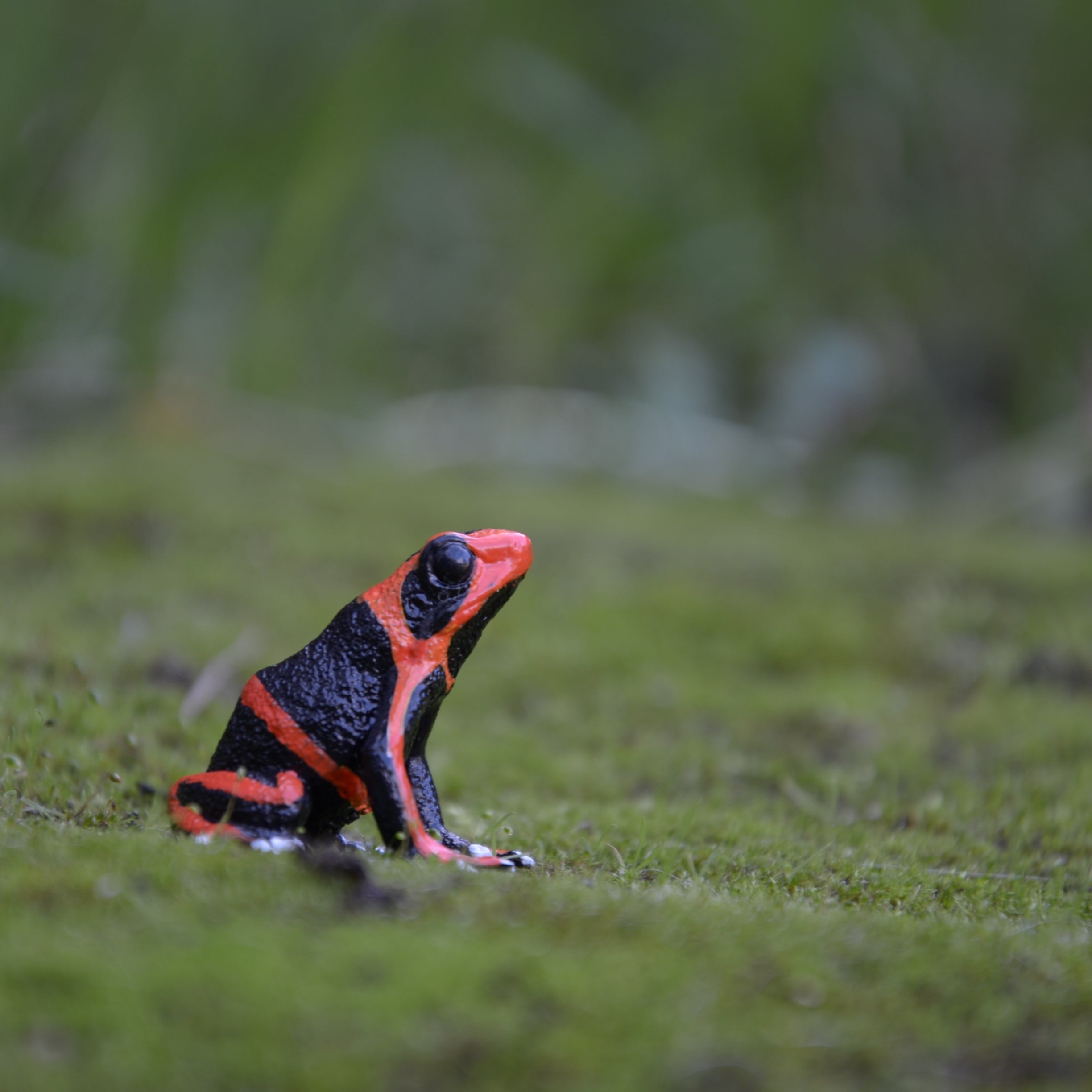 Toymany Lehmann's Poison Frog | Realistic Animal Figurine Toy