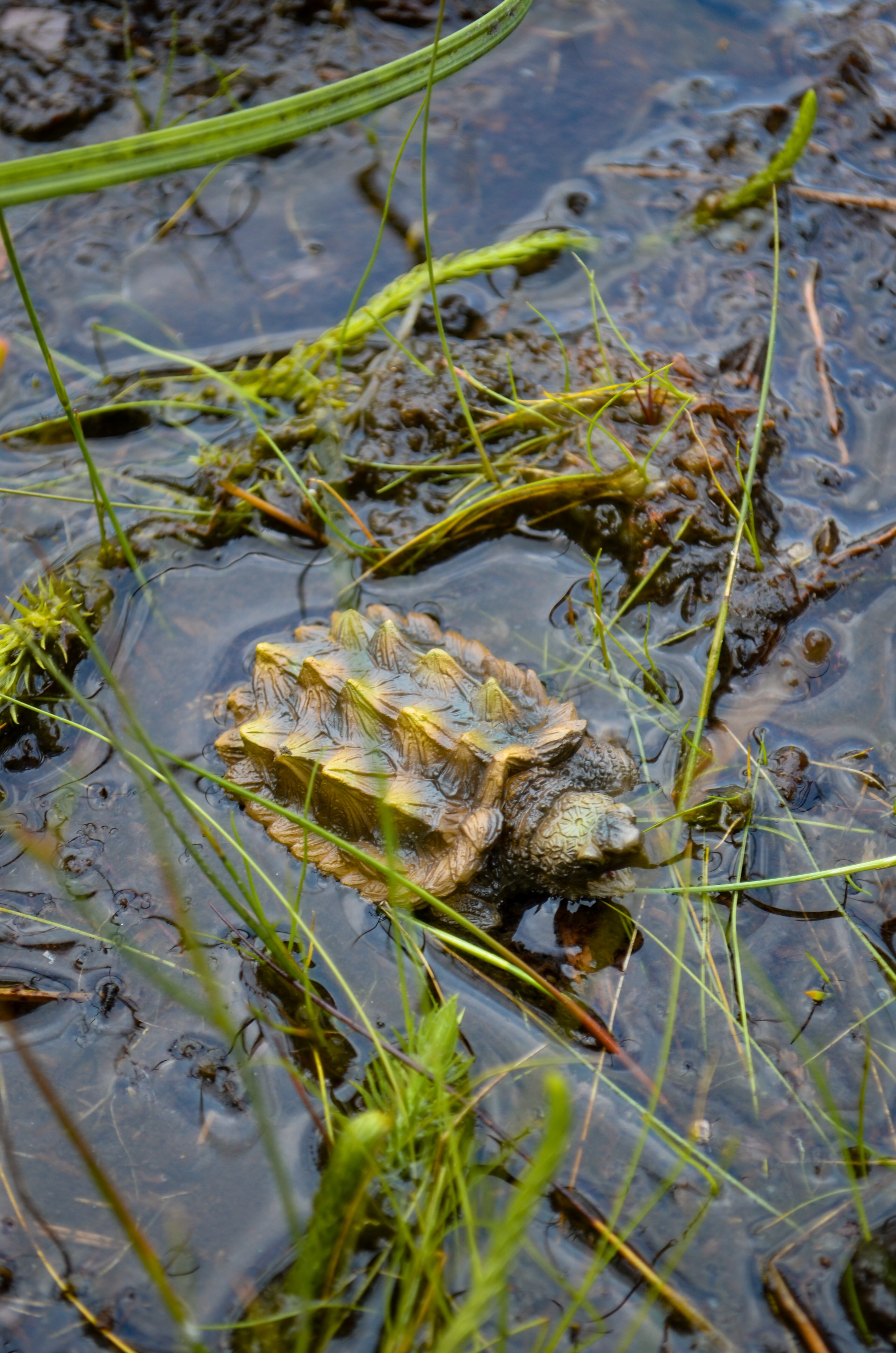 Juguete figura de tortuga caimán Toymany