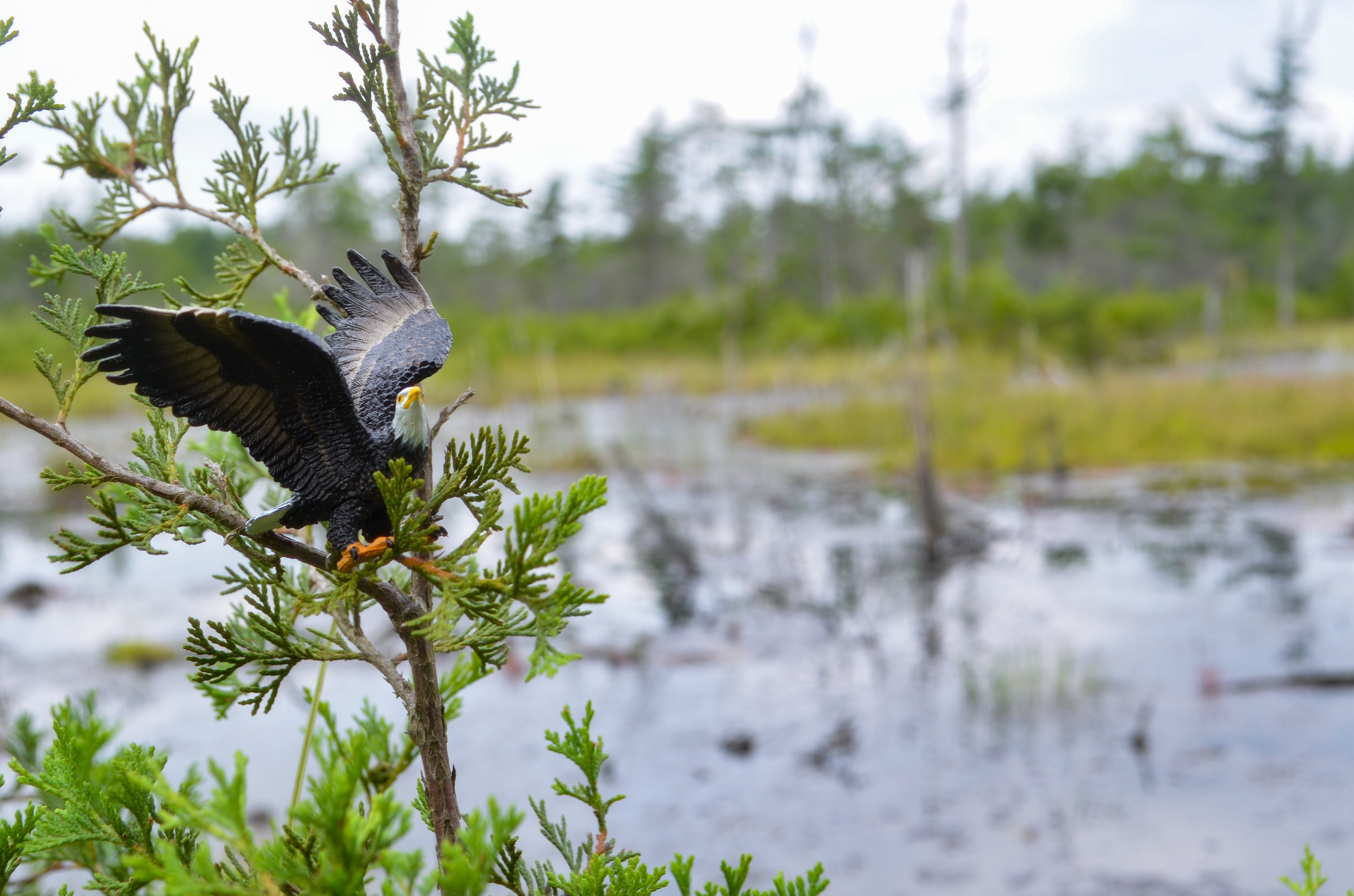Toymany Mini Eagle Figurine Toy - Small Size