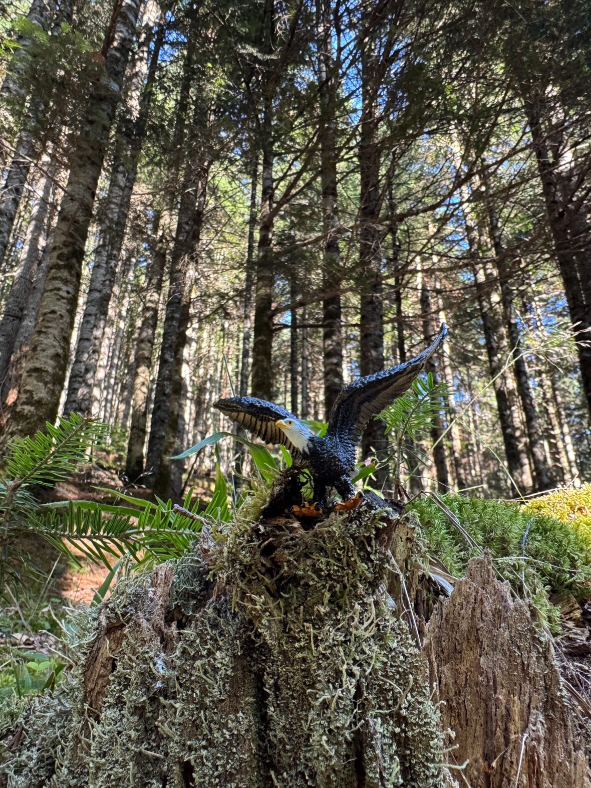 Toymany Mini Eagle Figurine Toy - Small Size