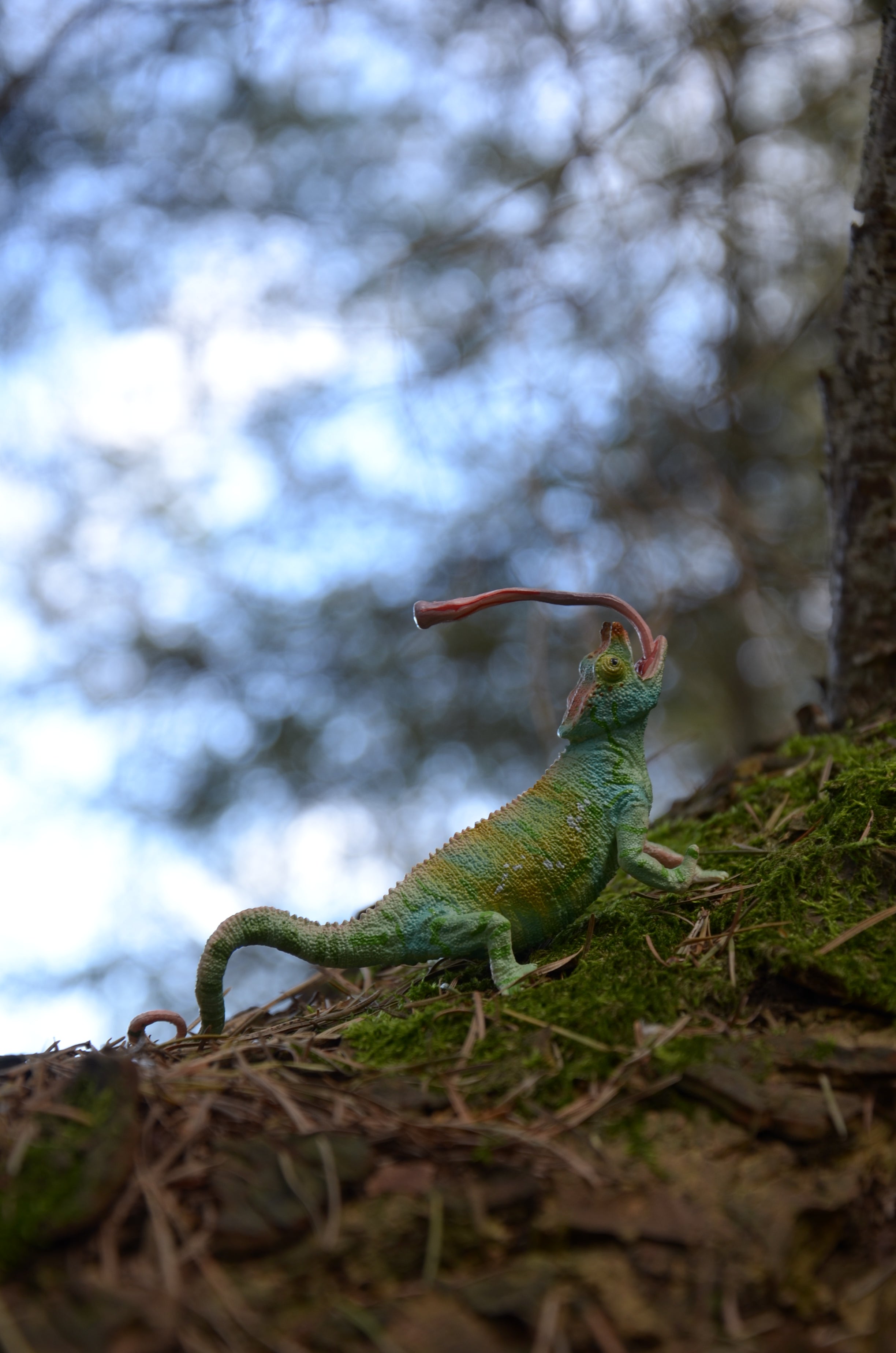 لعبة مجسّم من Toymany للحرباء الخاصة ببارسون