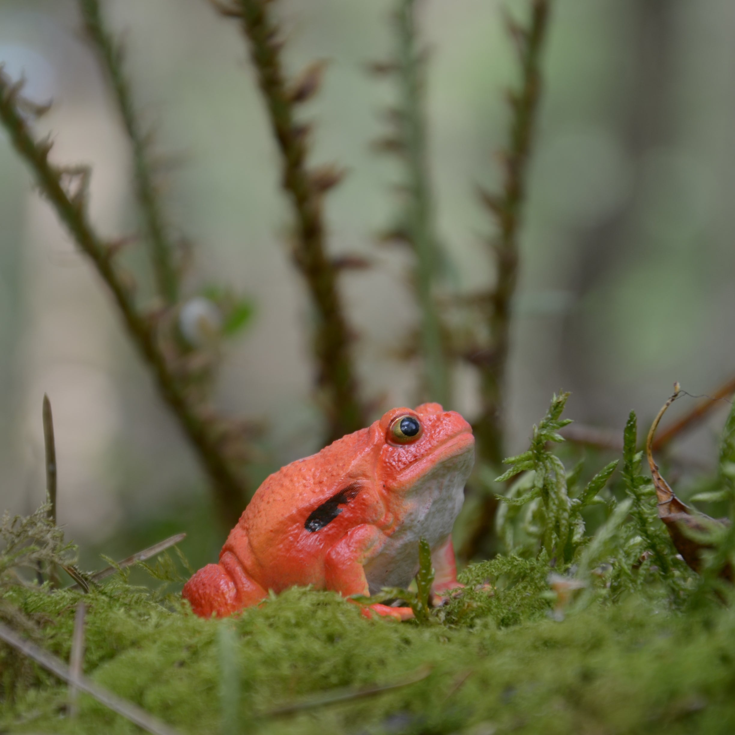 Toymany Tomato Frog Figurine Toy