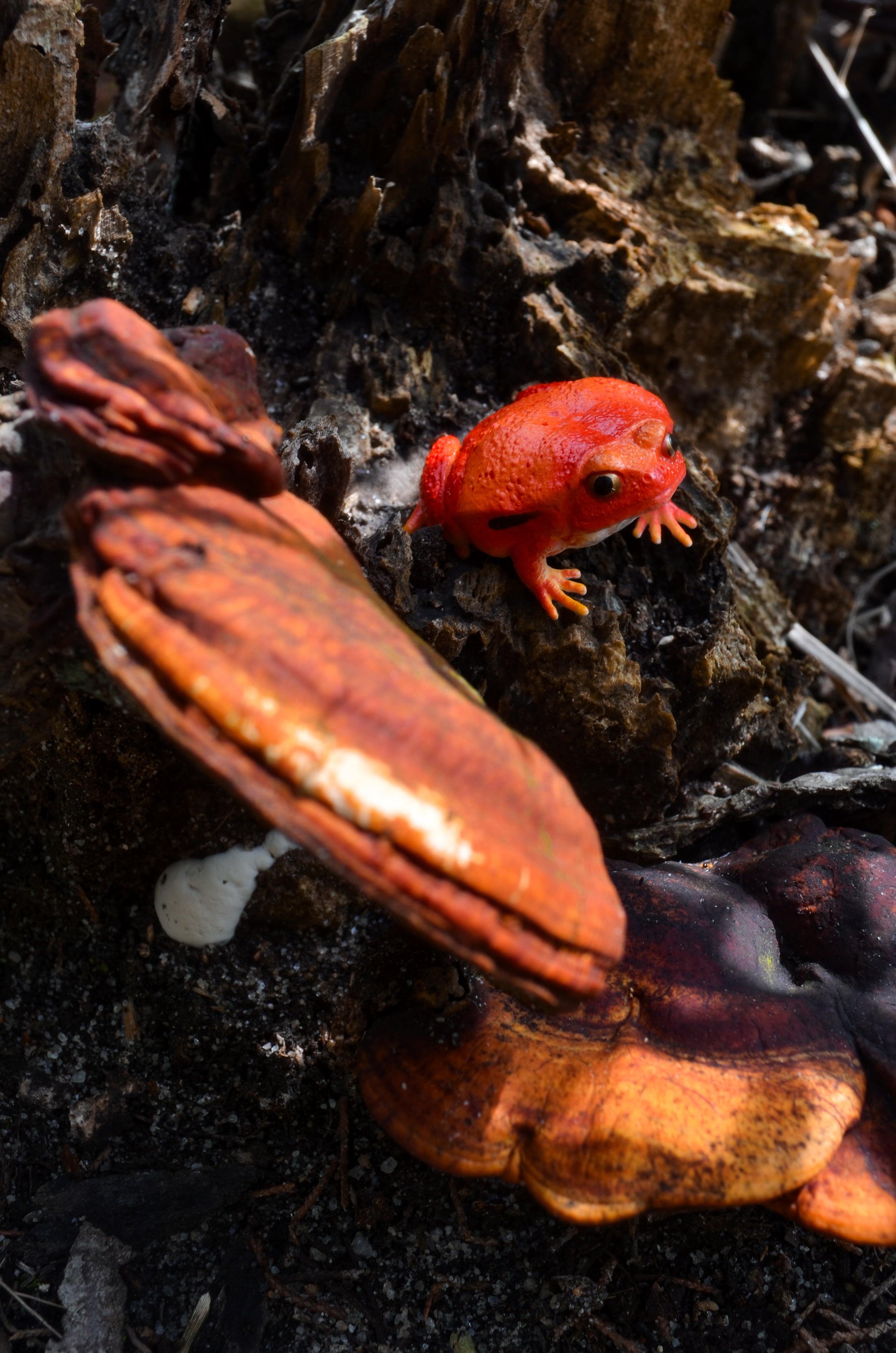 لعبة مجسّم من Toymany للضفدع الطماطم