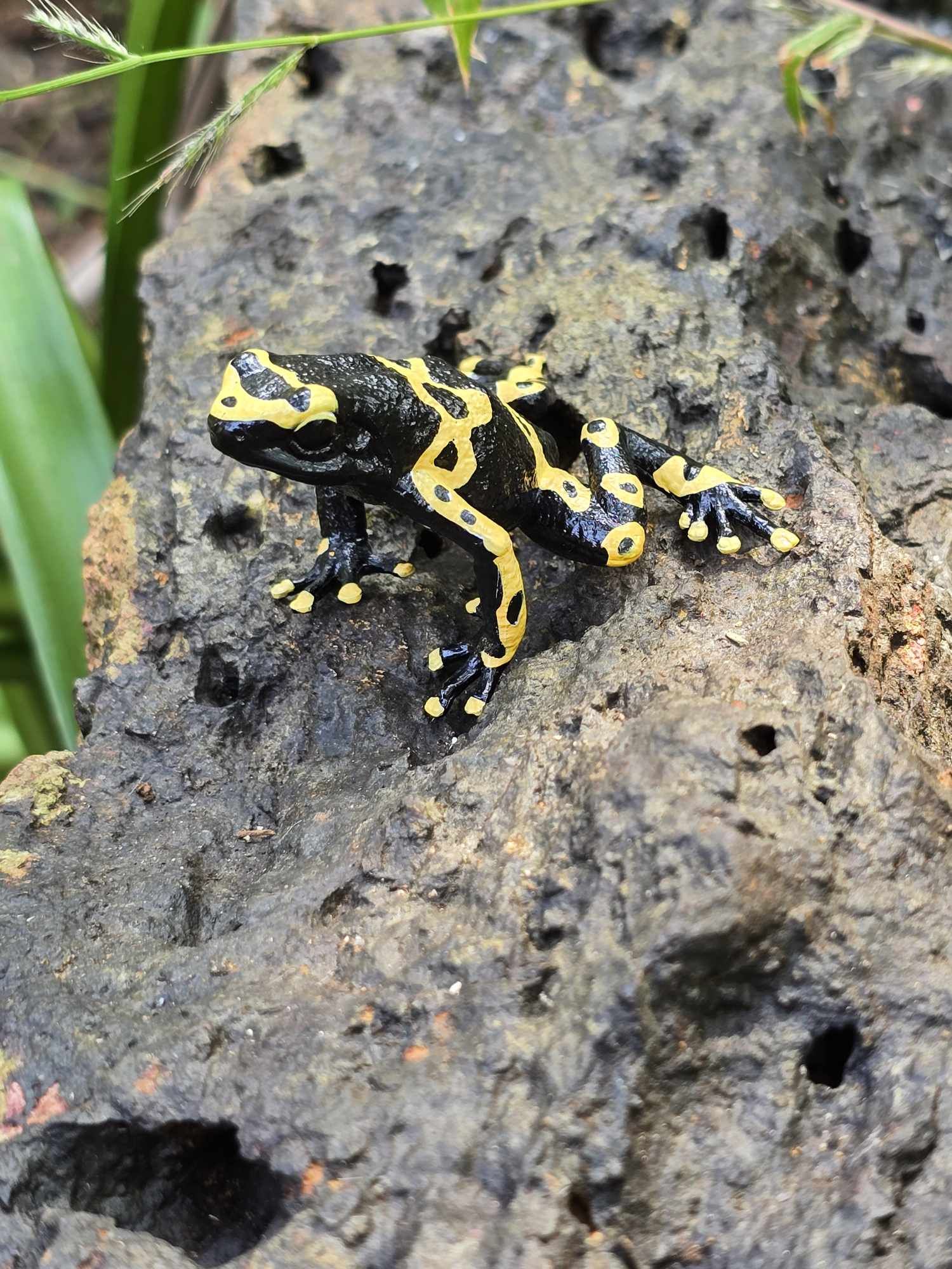 Toymany Yellow-banded Poison Dart Frog Figurine Toy