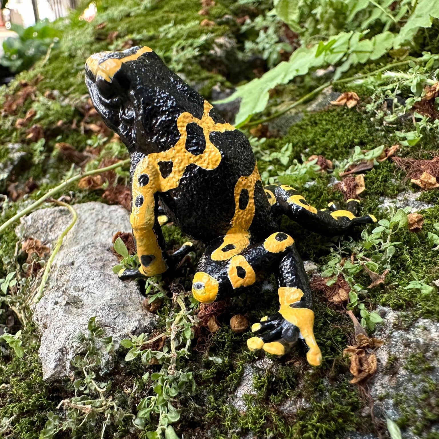 Figura de Rana Dardo Venenoso de Bandas Amarillas Toymany