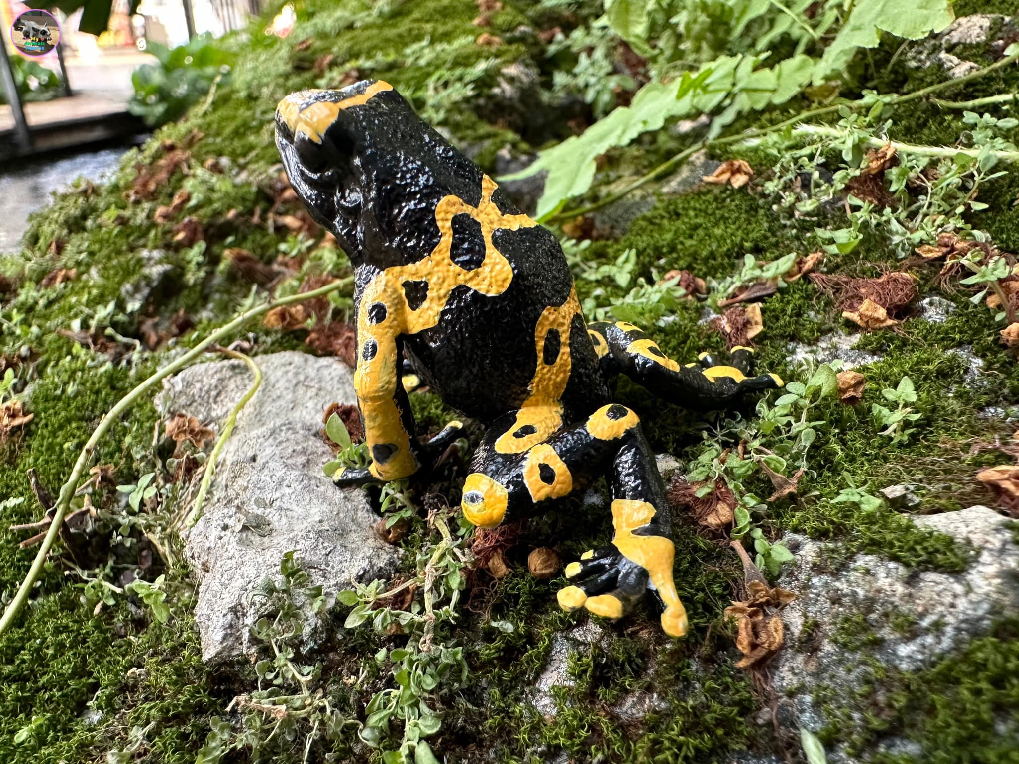 Toymany Yellow-banded Poison Dart Frog Figurine Toy