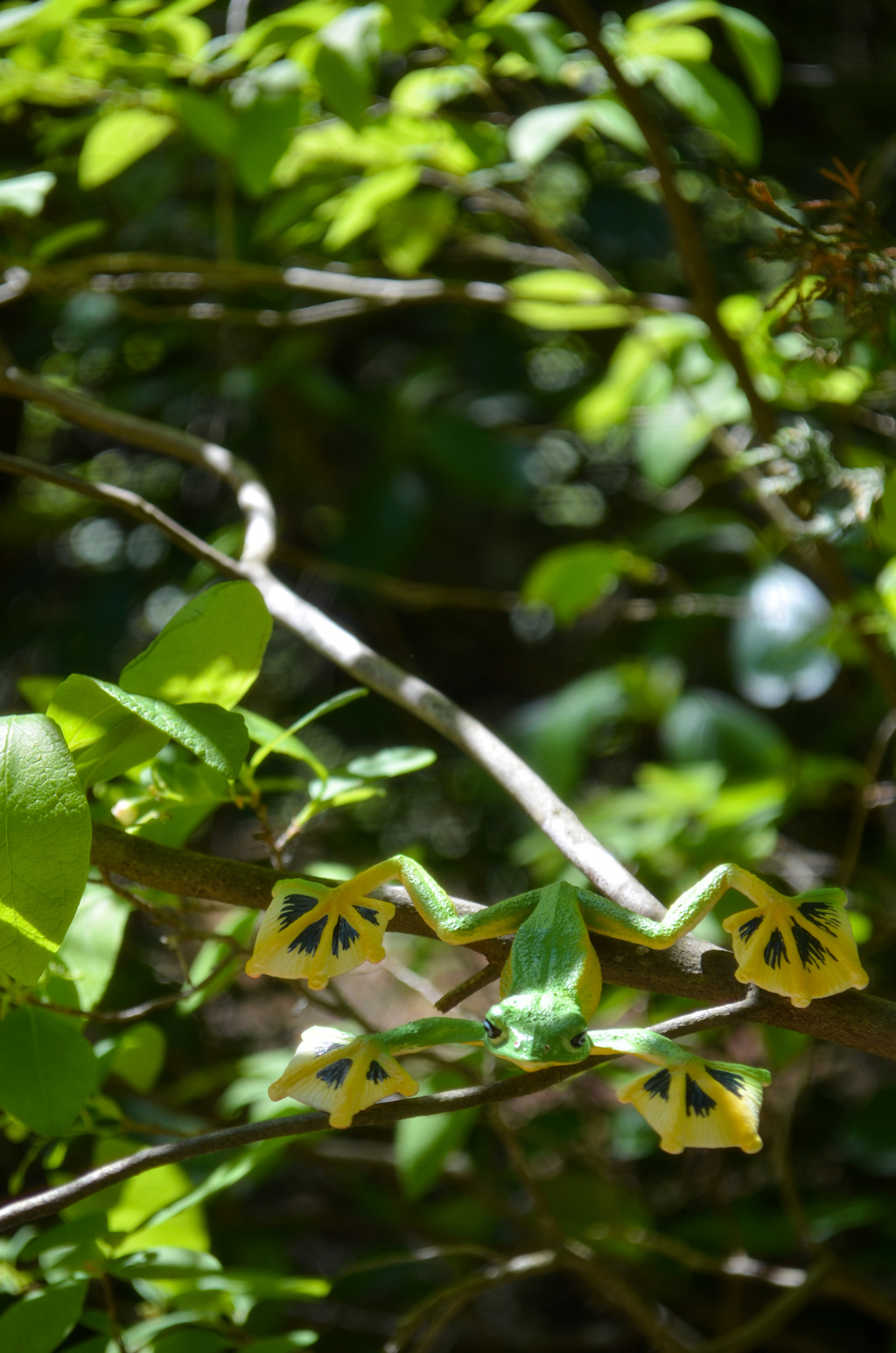 Toymany Wallace's Flying Frog Figurine Toy